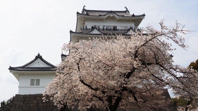 春の小田原城