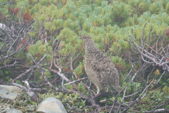 蝶ヶ岳のチビ雷鳥4