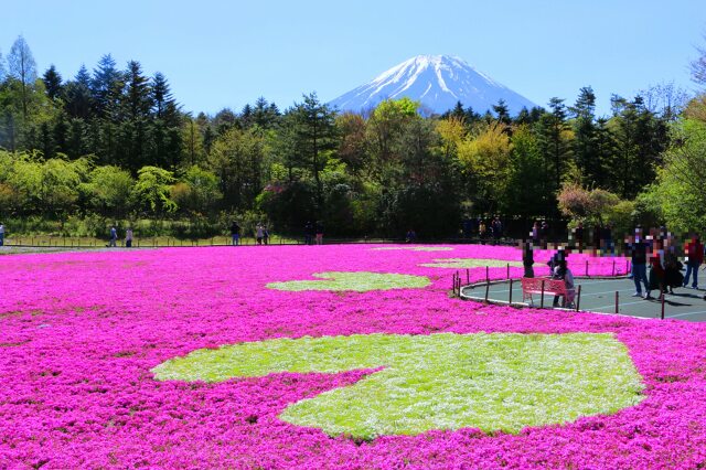 富士芝桜まつり23年5月