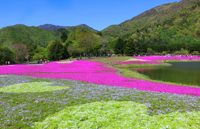 富士芝桜まつり23年5月