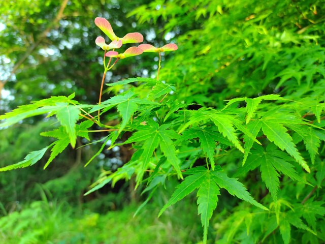 青紅葉の花