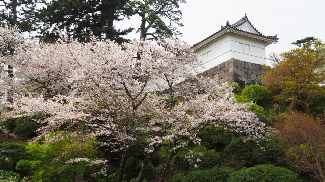 春の小田原城