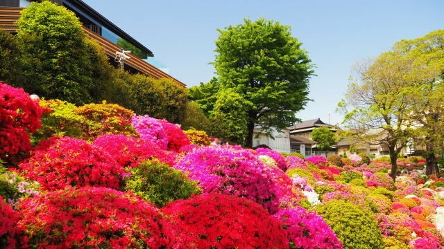 根津神社のツツジ