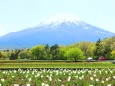 新緑の花の都公園