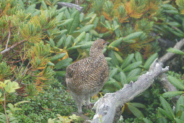 蝶ヶ岳のチビ雷鳥6