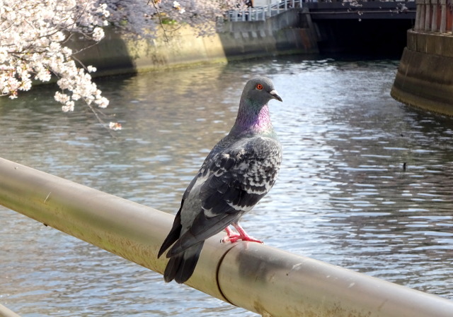 振り向いた鳩ちゃん