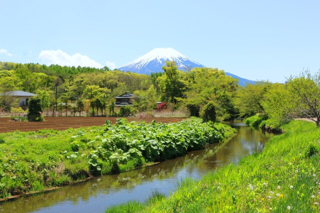 新緑の忍野八海