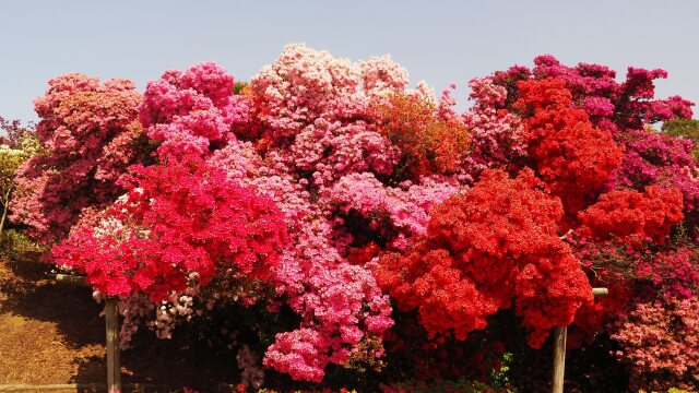 つつじが岡公園のツツジ