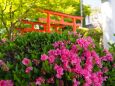 春の織姫神社