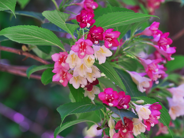 野の花