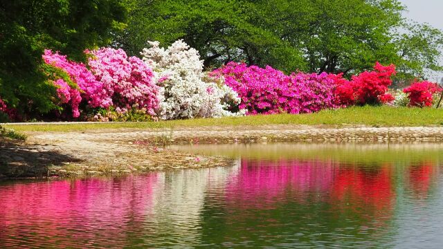 つつじが岡公園のツツジ