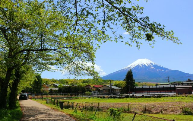 新緑と富士山