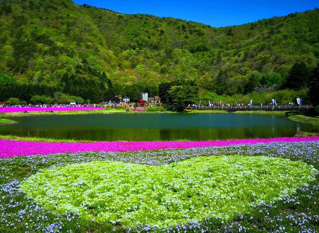 富士芝桜まつり