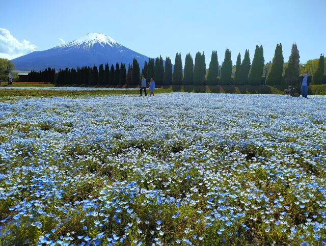 花の都公園