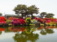 つつじが岡公園のツツジ