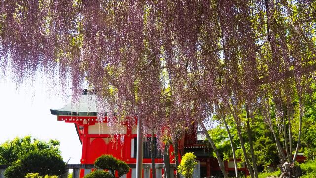 春の織姫神社