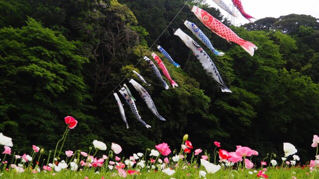 春のくりはま花の国