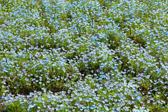 春の花