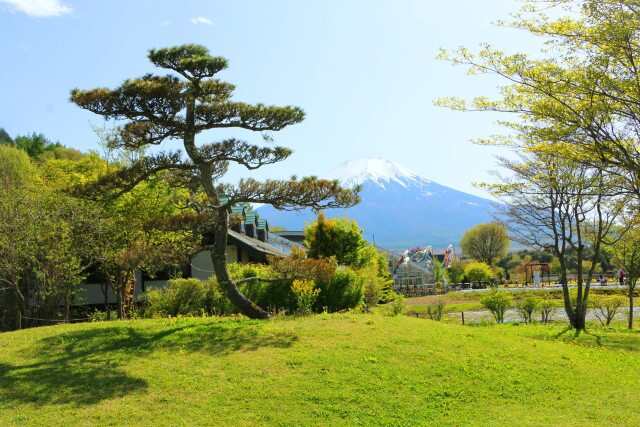 新緑と富士山