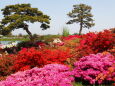 つつじが岡公園のツツジ