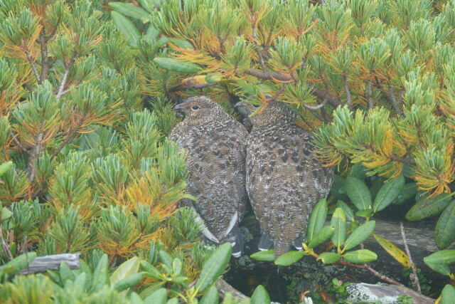 蝶ヶ岳のチビ雷鳥9