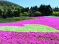 富士芝桜まつり