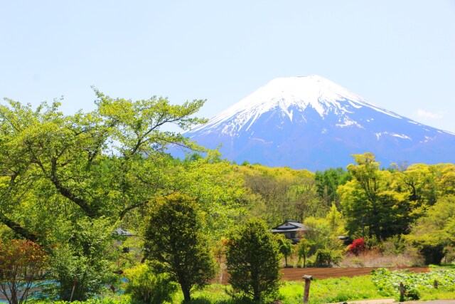 新緑と富士山