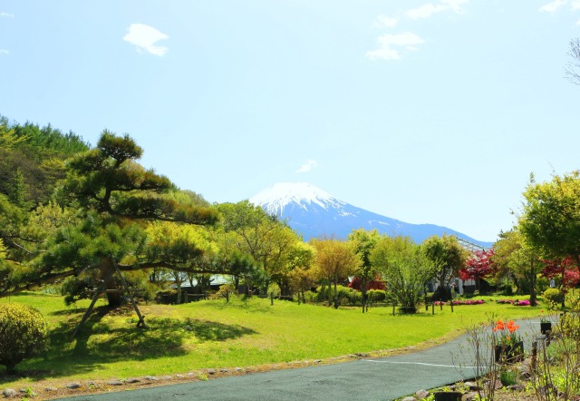 新緑と富士山