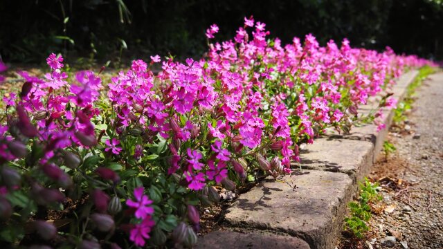 くりはま花の国のサクラナデシコ