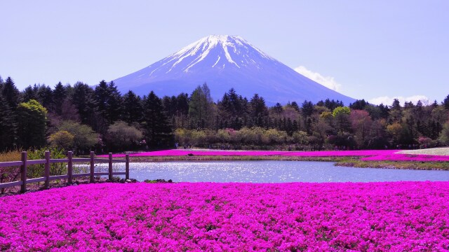 芝桜まつり会場から望む富士山