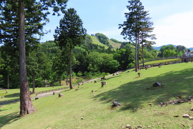 高原 牧場公園