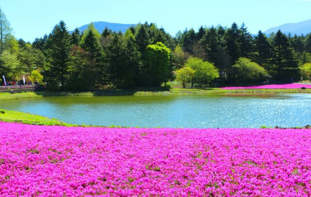 新緑と芝桜