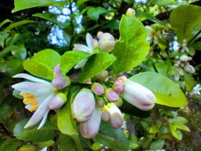 レモンの花