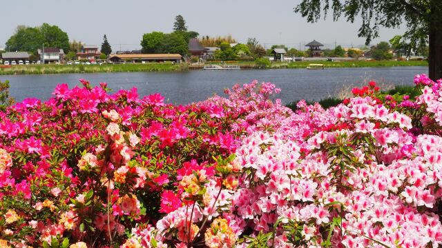 つつじが岡公園のツツジ