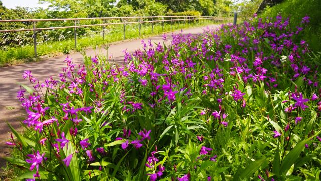 くりはま花の国のシラン