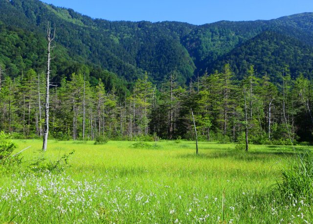 新緑の上高地