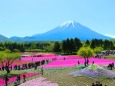 富士芝桜まつり