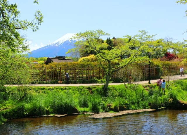 新緑と富士山