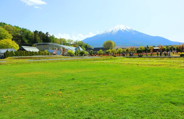 緑のじゅうたんと富士山