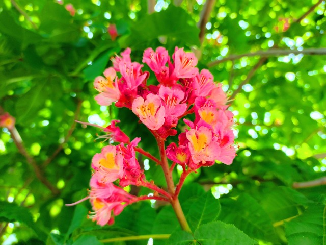 春の山の花