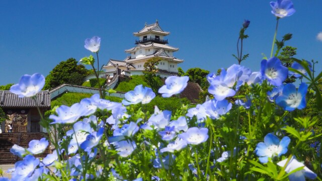 春の掛川城