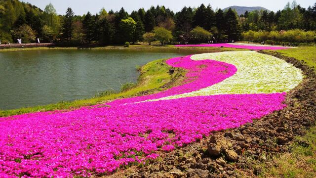 本栖湖リゾートの芝桜