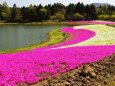 本栖湖リゾートの芝桜