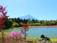 富士芝桜まつり