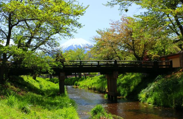 新緑と富士山