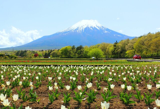 新緑と花と富士山