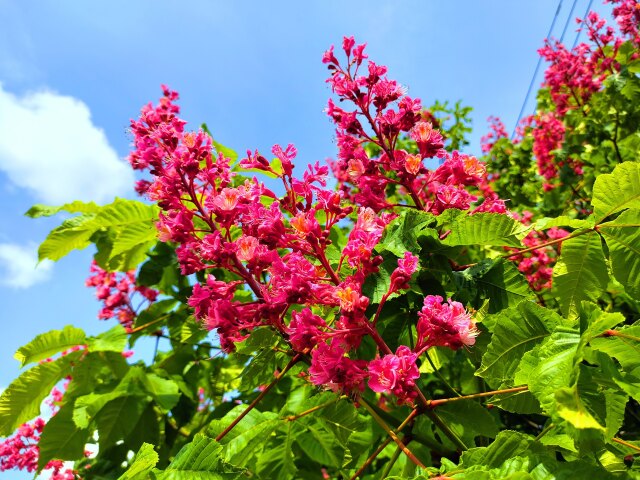 春の森の花