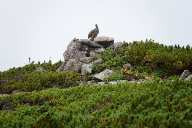 見張り番のママ雷鳥