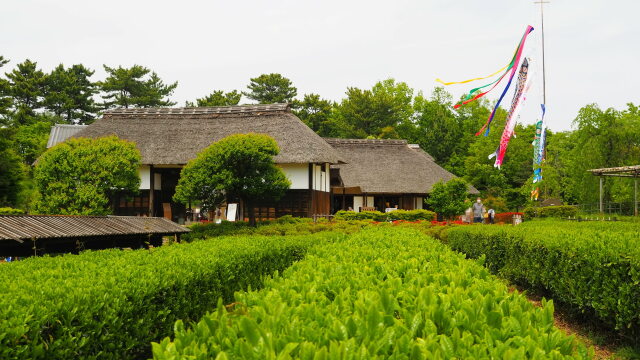 春の昭和記念公園