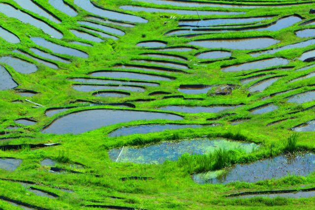 新緑の千枚田